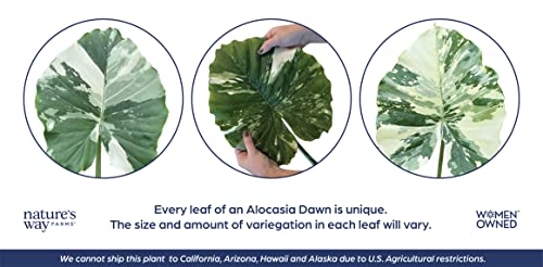 Variegated Alocasia Dawn Plant - 30" Tall
