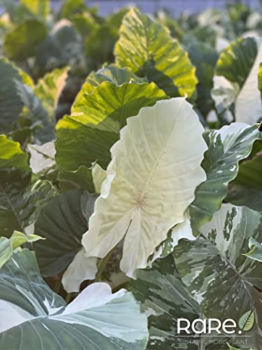 Variegated Alocasia Dawn Plant - 30" Tall