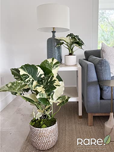 Variegated Alocasia Dawn Plant - 30" Tall