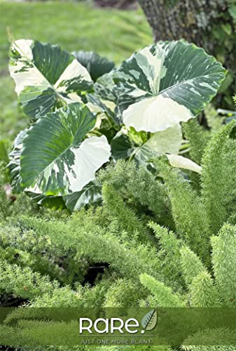 Variegated Alocasia Dawn Plant - 30" Tall