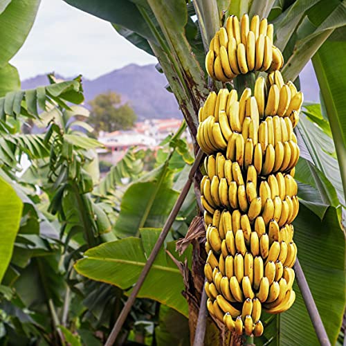 Grand Nain Banana Tree Live Plant (4-6 Inches)