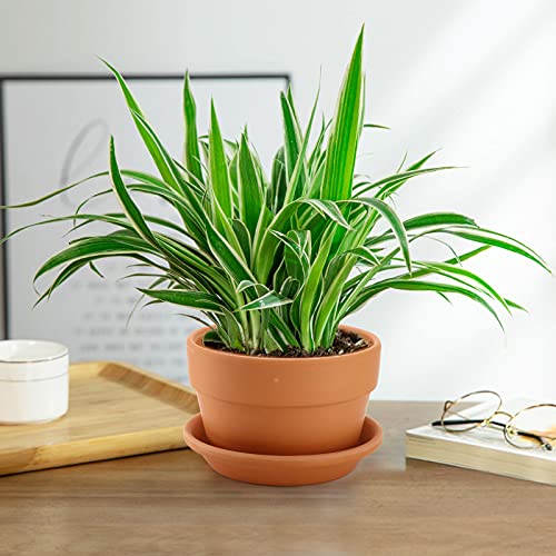 4-Pack 6" Terra Cotta Pots with Saucers