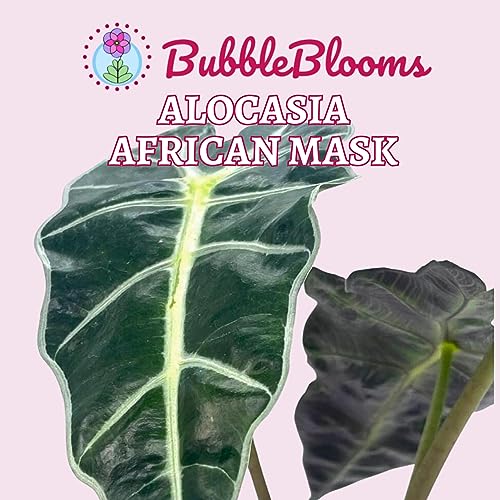 Trio of Alocasia Plants in 4" Pot