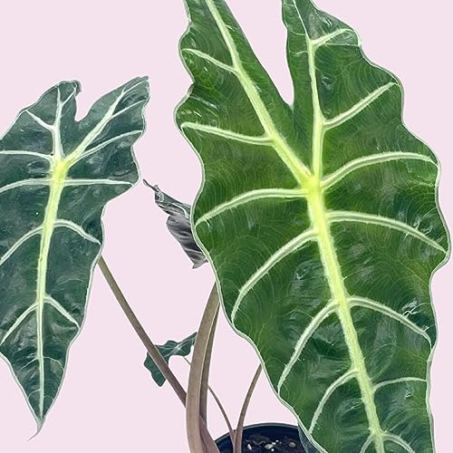 Trio of Alocasia Plants in 4" Pot