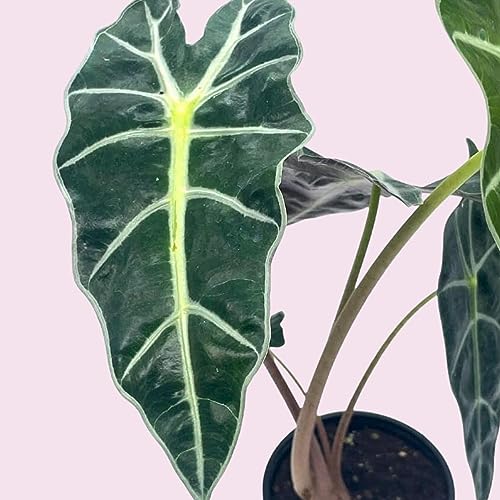 Trio of Alocasia Plants in 4" Pot