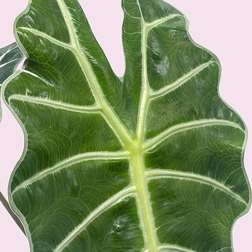 Trio of Alocasia Plants in 4" Pot