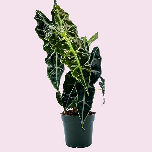 Trio of Alocasia Plants in 4" Pot