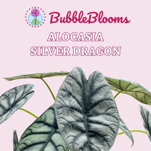 Super rare Alocasia Silver Dragon plant