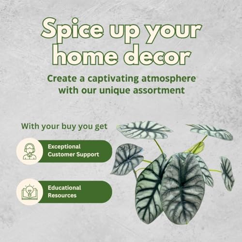 Super rare Alocasia Silver Dragon plant