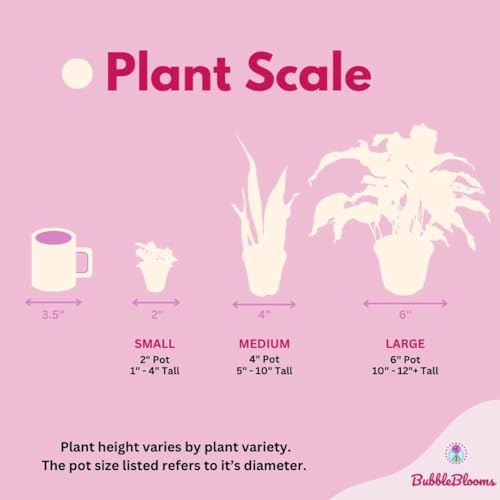 Super rare Alocasia Silver Dragon plant