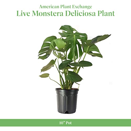 Live Monstera Deliciosa Plant with Split Leaves