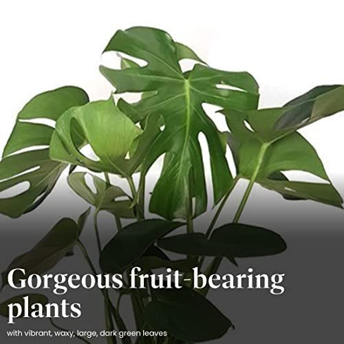 Live Monstera Deliciosa Plant with Split Leaves