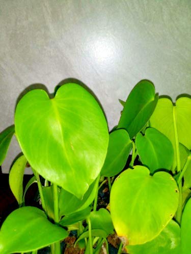 5 Pack Monstera Delicious 'Swiss Cheese Plant' Live Plants Easy to Grow Edible Fruits Tropical Indoor or Outdoor