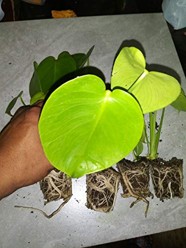 5 Pack Monstera Delicious 'Swiss Cheese Plant' Live Plants Easy to Grow Edible Fruits Tropical Indoor or Outdoor
