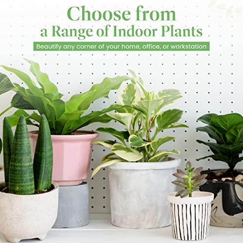 Live Monstera Deliciosa Plant with Split Leaves
