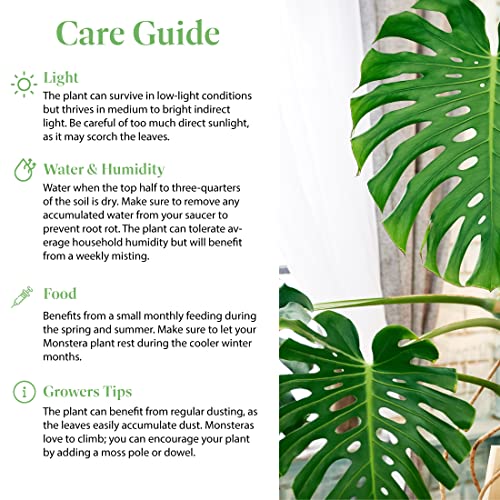 Live Monstera Deliciosa Plant with Split Leaves