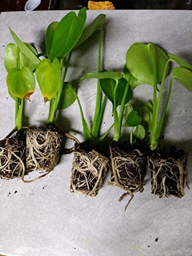 5 Pack Monstera Delicious 'Swiss Cheese Plant' Live Plants Easy to Grow Edible Fruits Tropical Indoor or Outdoor