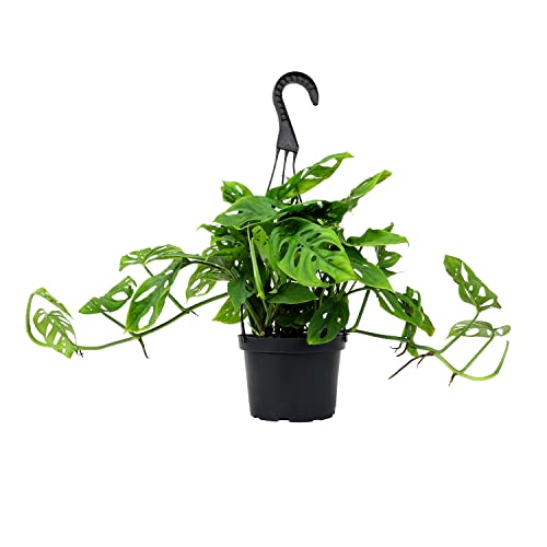 Swiss Cheese Monstera Hanging Plant 6