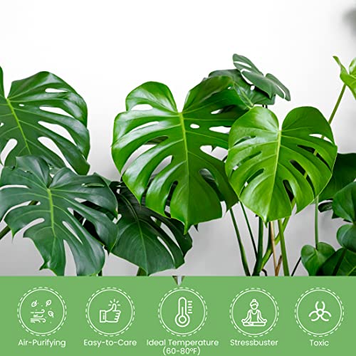 Live Monstera Deliciosa Plant with Split Leaves