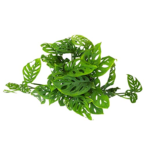 Swiss Cheese Monstera Hanging Plant 6