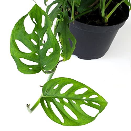 Swiss Cheese Monstera Hanging Plant 6
