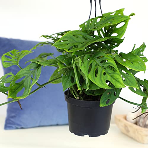 Swiss Cheese Monstera Hanging Plant 6