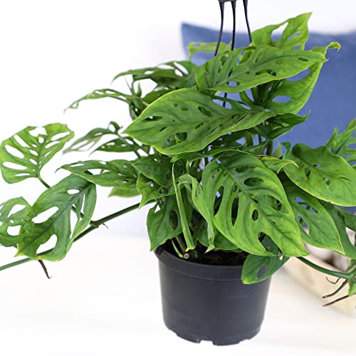 Swiss Cheese Monstera Hanging Plant 6