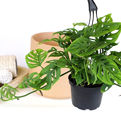 Swiss Cheese Monstera Hanging Plant 6