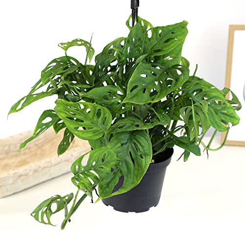 Swiss Cheese Monstera Hanging Plant 6