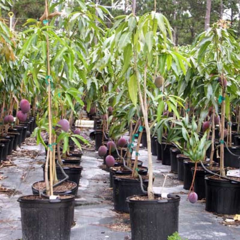 3-4 Ft Tall Live Haden Mango Tree