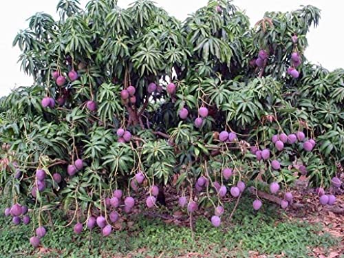 3-4 Ft Tall Live Haden Mango Tree