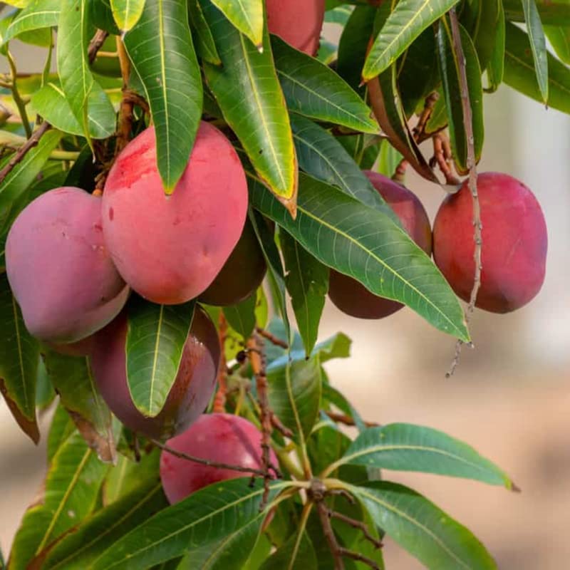 3-4 Ft Tall Live Haden Mango Tree