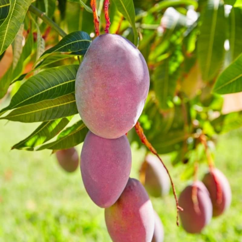 3-4 Ft Tall Live Haden Mango Tree