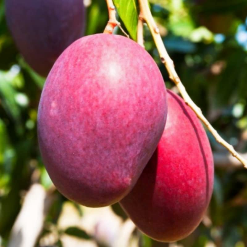 3-4 Ft Tall Live Haden Mango Tree