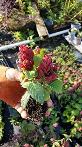 Red Maroon Shrimp Plant - Live Tropical Plant