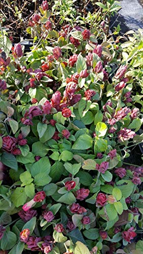 Red Maroon Shrimp Plant - Live Tropical Plant