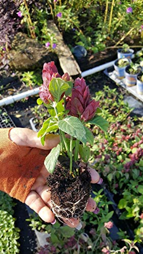 Red Maroon Shrimp Plant - Live Tropical Plant