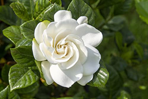 Frost Proof Cape Jasmine Gardenia Plant - Sizes 7" and 10