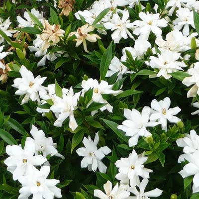 Frost Proof Cape Jasmine Gardenia Plant - Sizes 7" and 10