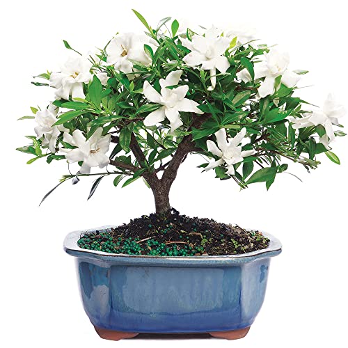 Live Gardenia Outdoor Bonsai - 4Yrs, 6"-8" Tall