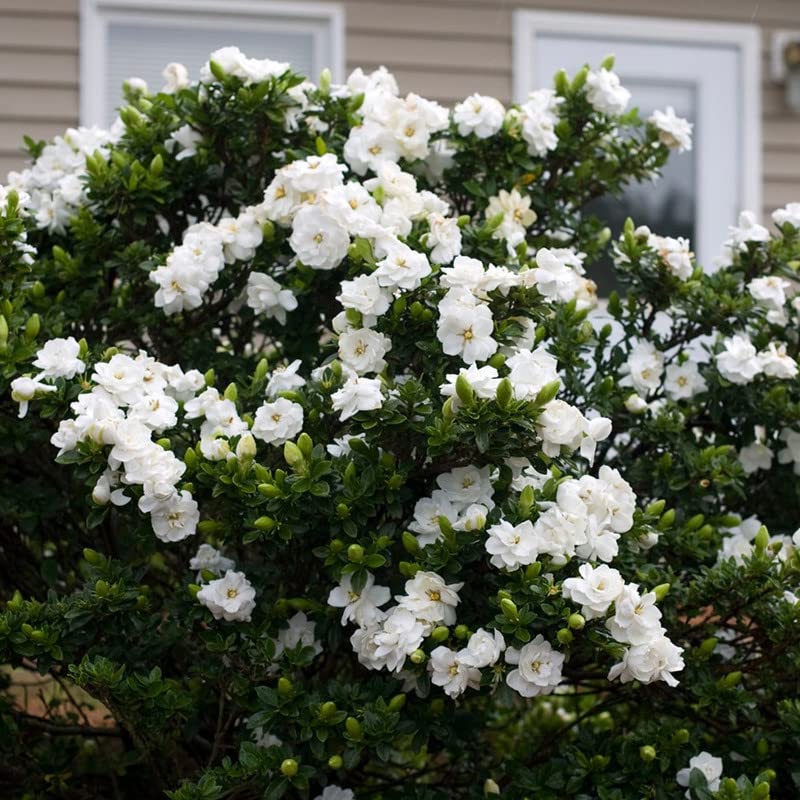 Frost Proof Cape Jasmine Gardenia Plant - Sizes 7" and 10