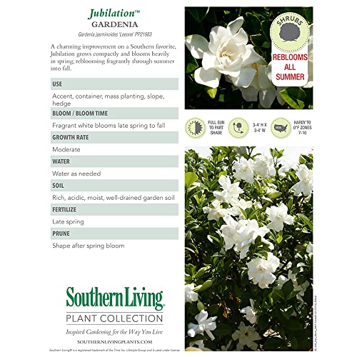 Southern Living Jublilation Gardenia, 2 Gal, Fragrant White Flowers