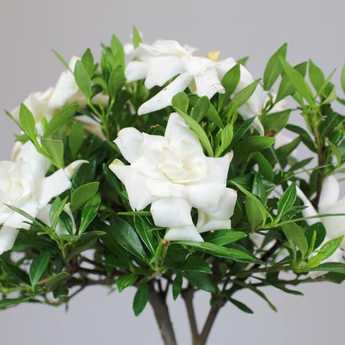 Live Gardenia Outdoor Bonsai - 4Yrs, 6"-8" Tall