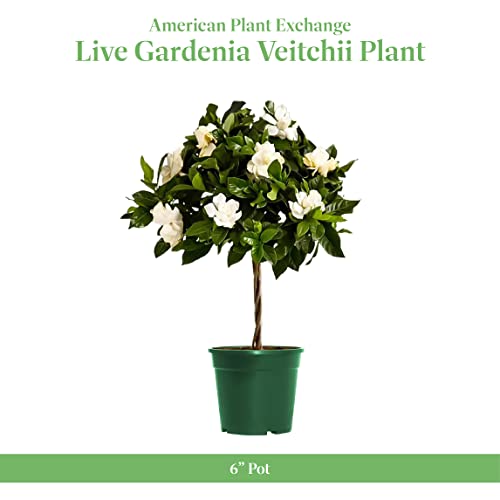 Fragrant White Gardenia Topiary Plant
