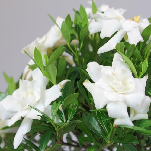 Live Gardenia Outdoor Bonsai - 4Yrs, 6"-8" Tall