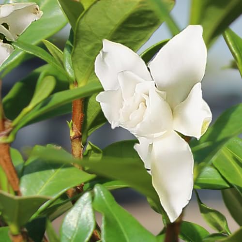 Live Gardenia Outdoor Bonsai - 4Yrs, 6"-8" Tall