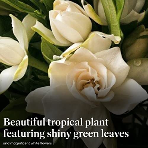 Fragrant White Gardenia Topiary Plant