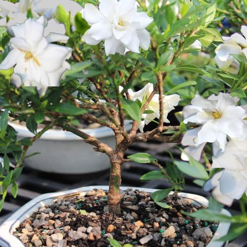 Live Gardenia Outdoor Bonsai - 4Yrs, 6"-8" Tall