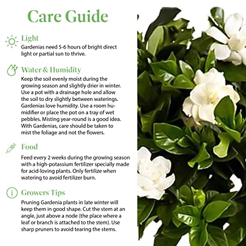 Fragrant White Gardenia Topiary Plant