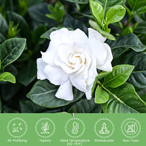 Fragrant White Gardenia Topiary Plant